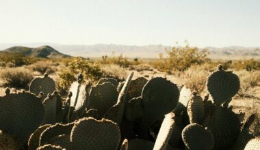 With record temperatures in the metro Phoenix forecast this week, authorities have issued an extrem...