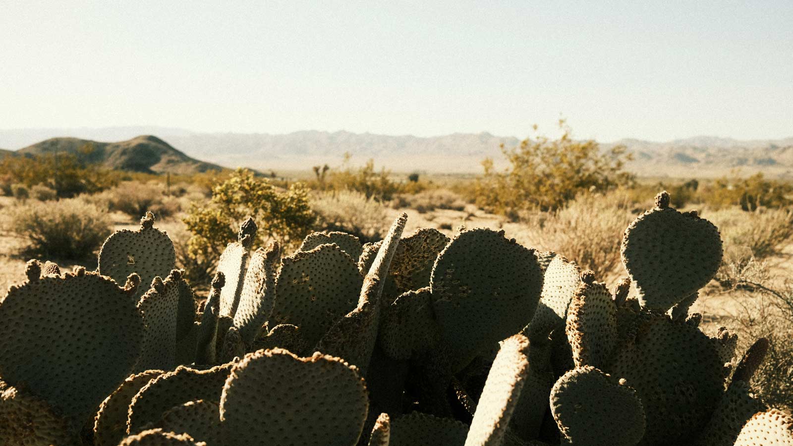 With record temperatures in the metro Phoenix forecast this week, authorities have issued an extrem...