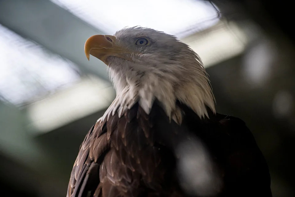 Elmwood, a Bald Eagle raptor ambassador at the Vermont Institute of Natural Science in Quechee, Vermont.
