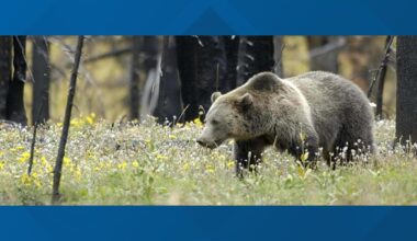 Idaho euthanizes food-conditioned grizzly bear
