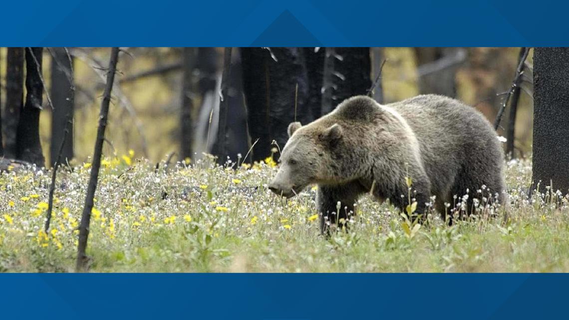 Idaho euthanizes food-conditioned grizzly bear