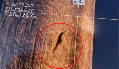 Alarm raised after rare sighting at major Aussie tourist hotspot: 'Unheard of'