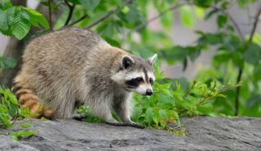 3rd Person Bitten by Possibly Rabid Raccoon in Westfield, Health Department Says - TAPinto