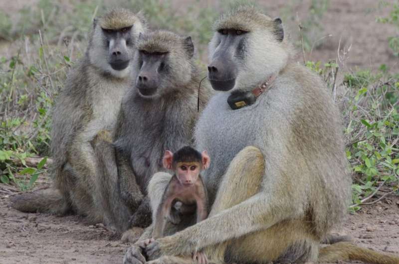 Father-daughter bonding helps female baboons live longer
