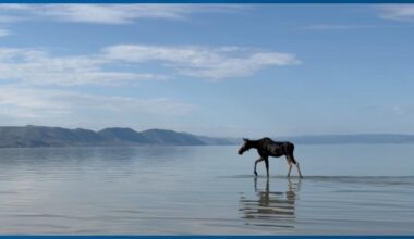Moose's beach vacation cut short, he didn't pay the park entrance fee