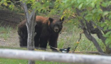 Black bears seek easy meals in Wood River Valley homes