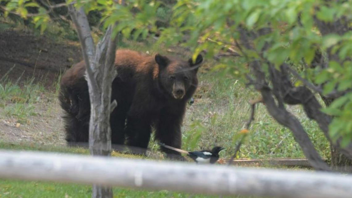 Black bears seek easy meals in Wood River Valley homes