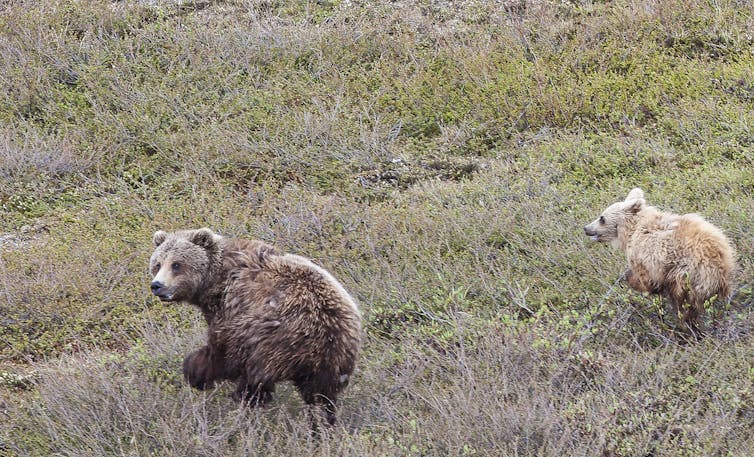 Two brown bears walk through low-level brush. The big one looks back at the camera.