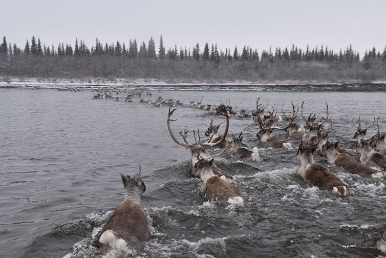 Caribou migrating