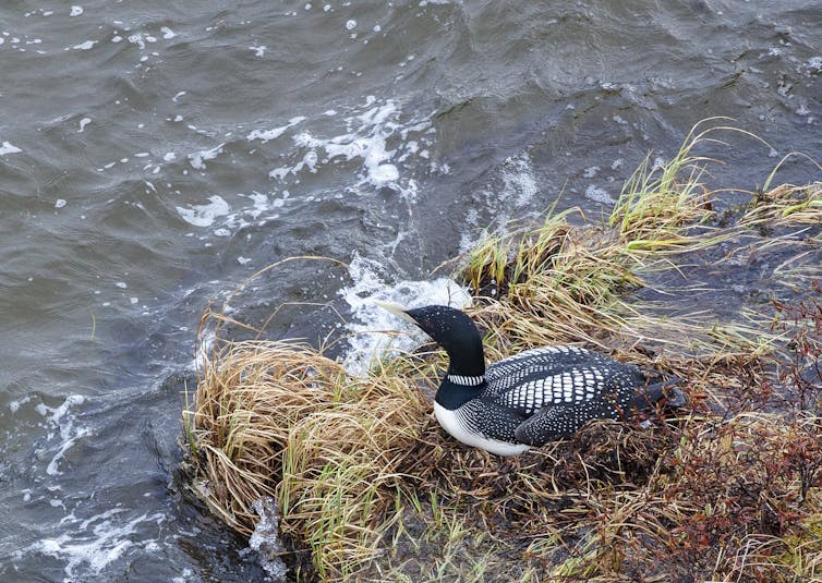 A black and white bird with a yellow bill sits on a nest mostly surrounded by water.