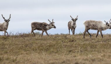 What’s at risk for Arctic wildlife if Trump expands oil drilling in the fragile National Petroleum Reserve-Alaska