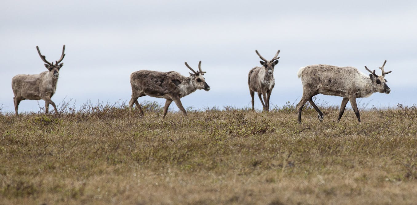 What’s at risk for Arctic wildlife if Trump expands oil drilling in the fragile National Petroleum Reserve-Alaska