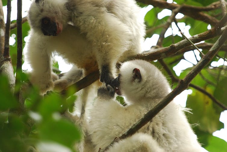 a white lemur feeds another one