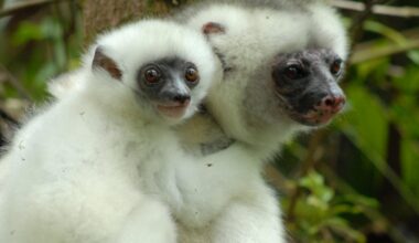 Lemurs can help save Madagascan forests, but first we need to protect them