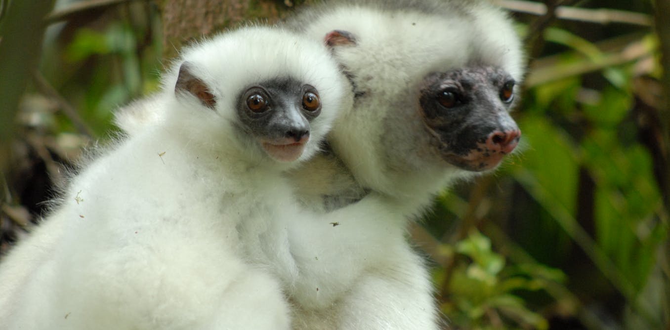 Lemurs can help save Madagascan forests, but first we need to protect them