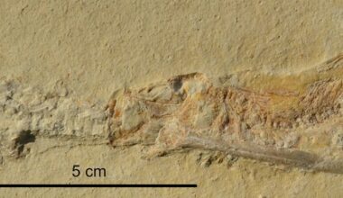 Numerous Fossils Reveal Jurassic Fish Killed in Same, Bizarre Way : ScienceAlert