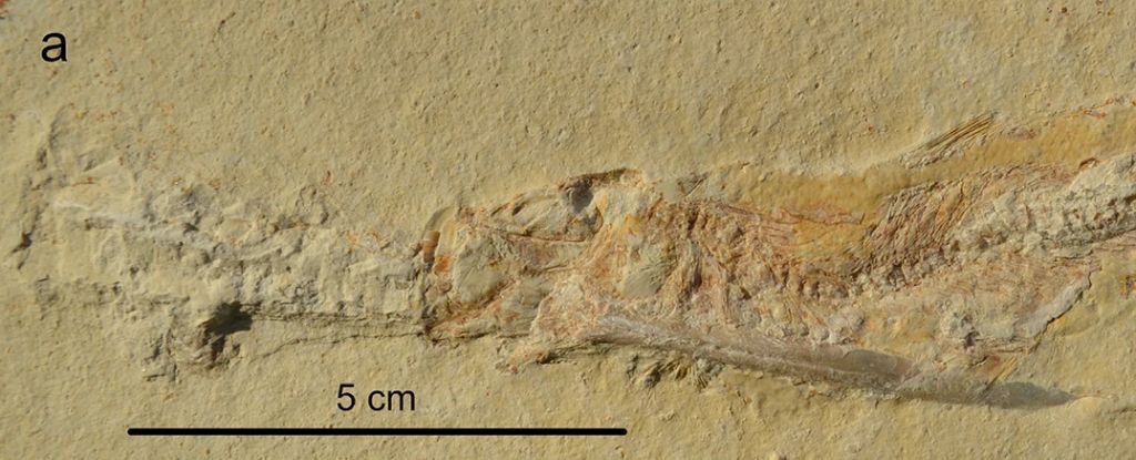 Numerous Fossils Reveal Jurassic Fish Killed in Same, Bizarre Way : ScienceAlert