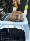 Grateful Baby Beaver ‘Smiles’ At Her Rescuers After Being Saved