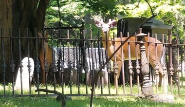Deer ‘impacts’ keep dogging village | News, Sports, Jobs
