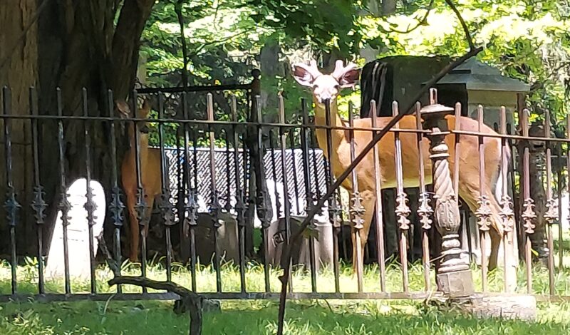 Deer ‘impacts’ keep dogging village | News, Sports, Jobs