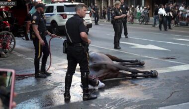NYC carriage horse handler testifies abuse allegation "sounds ridiculous to me"
