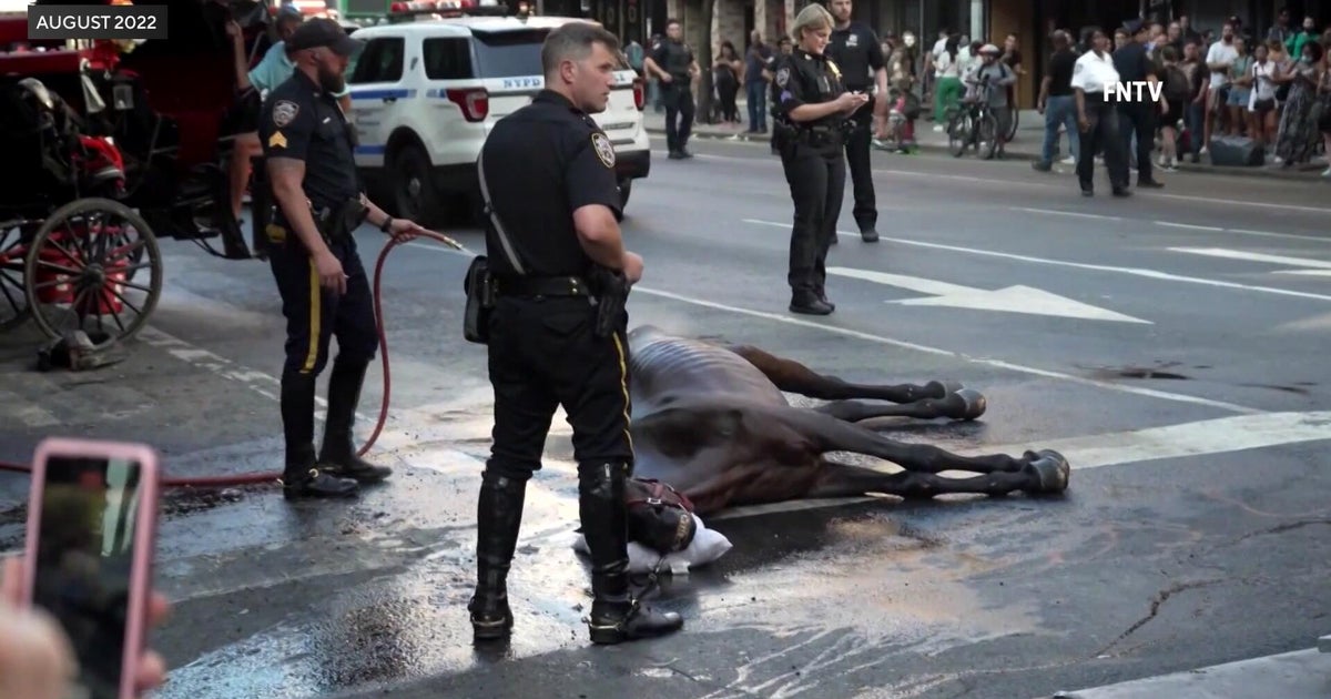 NYC carriage horse handler testifies abuse allegation "sounds ridiculous to me"