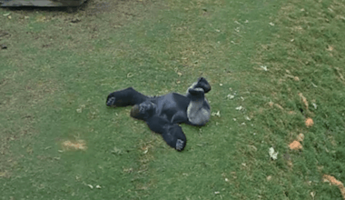 Watch Genyaka The Gorilla Delightfully Debunk The Idea All Gorillas Hate The Rain