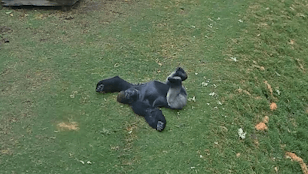 Watch Genyaka The Gorilla Delightfully Debunk The Idea All Gorillas Hate The Rain