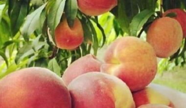 Best Fort Worth-area markets and orchards for summer peaches