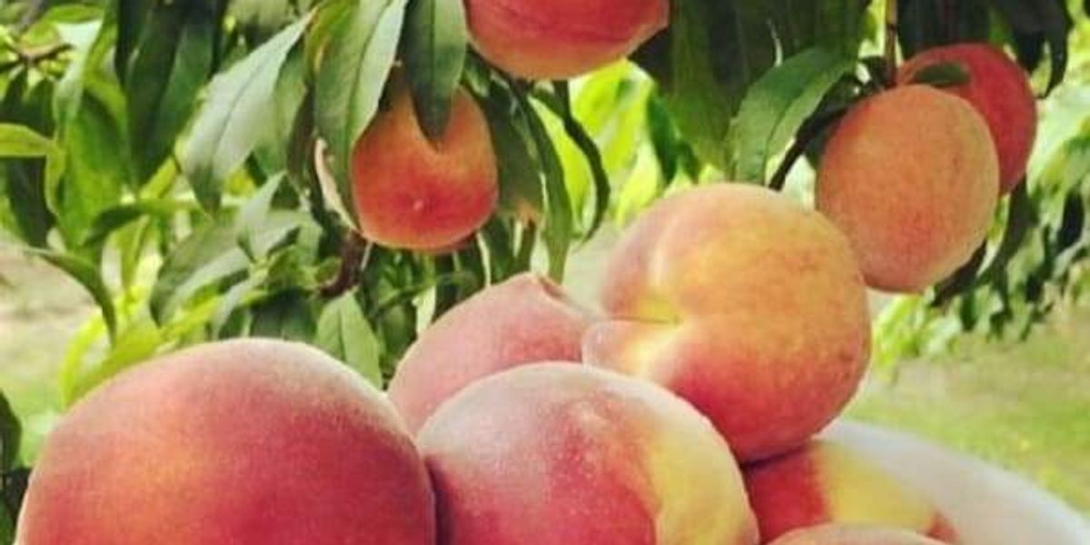 Best Fort Worth-area markets and orchards for summer peaches