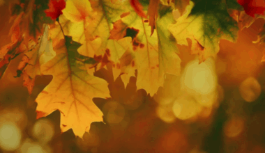 Farmer’s Almanac shares fall predictions. What to know – NBC Chicago