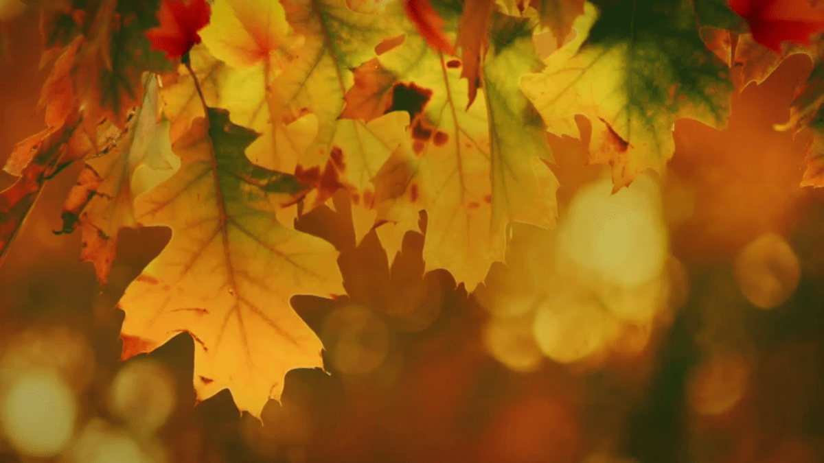 Farmer’s Almanac shares fall predictions. What to know – NBC Chicago