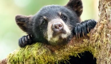Black bear spotted in Los Lunas