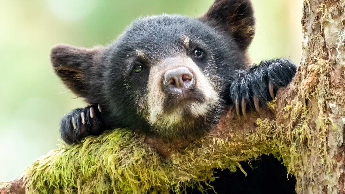 Black bear spotted in Los Lunas