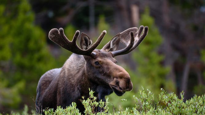 Nature can absolutely be a crazy place. (Credit: Getty Images Creatives)