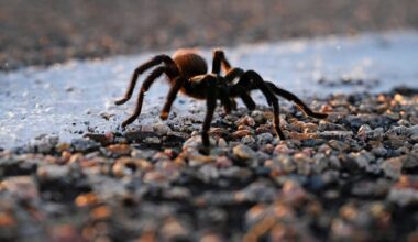 Tarantula invasion expected in New Mexico this fall