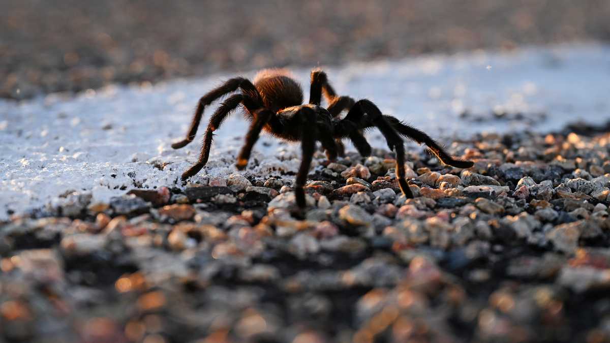 Tarantula invasion expected in New Mexico this fall
