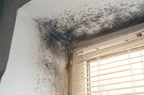The Bronx was the moldiest borough in NYC in 2024: report – Bronx Times
