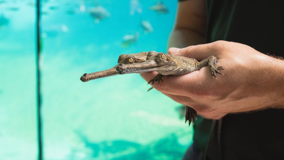Fort Worth Zoo hatches endangered species for third year in a row – NBC 5 Dallas-Fort Worth