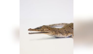 Fort Worth Zoo hatches critically endangered gharial crocodiles