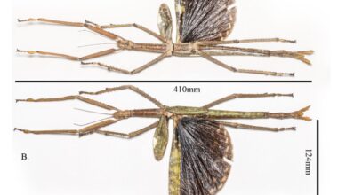 Horrifyingly Huge New Stick Insect Discovered Exactly Where You Think