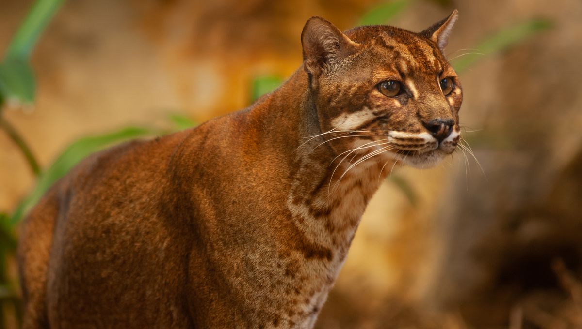 Asian Golden Cat: Asia's Rarest Cat Caught On Trail Cam Slinking Through Thai Forest