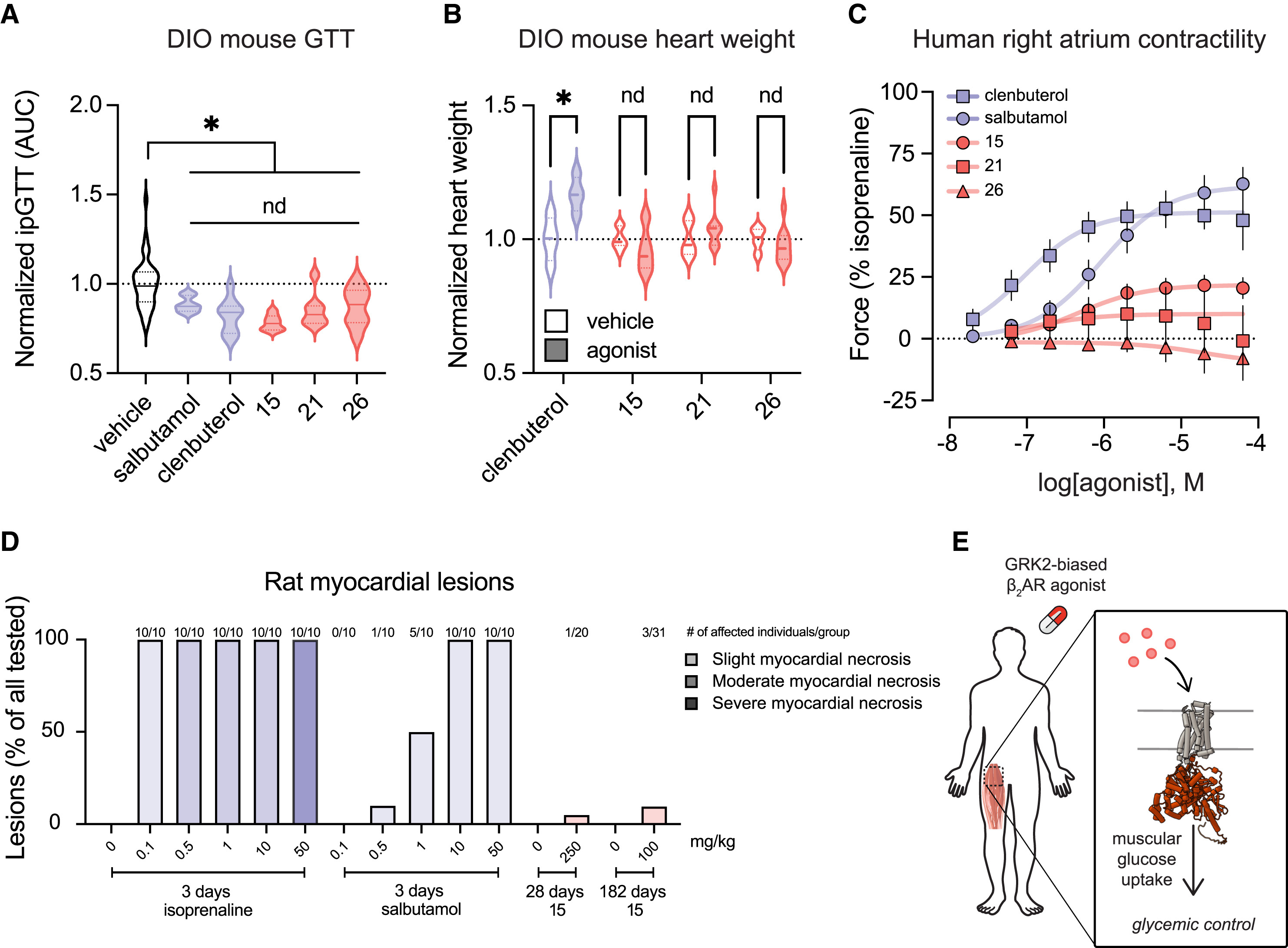 (A) Glucose tolerance test in DIO mice following treatment with clenbuterol, salbutamol, or compounds 15, 21, or 26. Violin plots depict the median, 25th–75th percentiles, and distribution of the data (n = 6–10). An asterisk represents a 