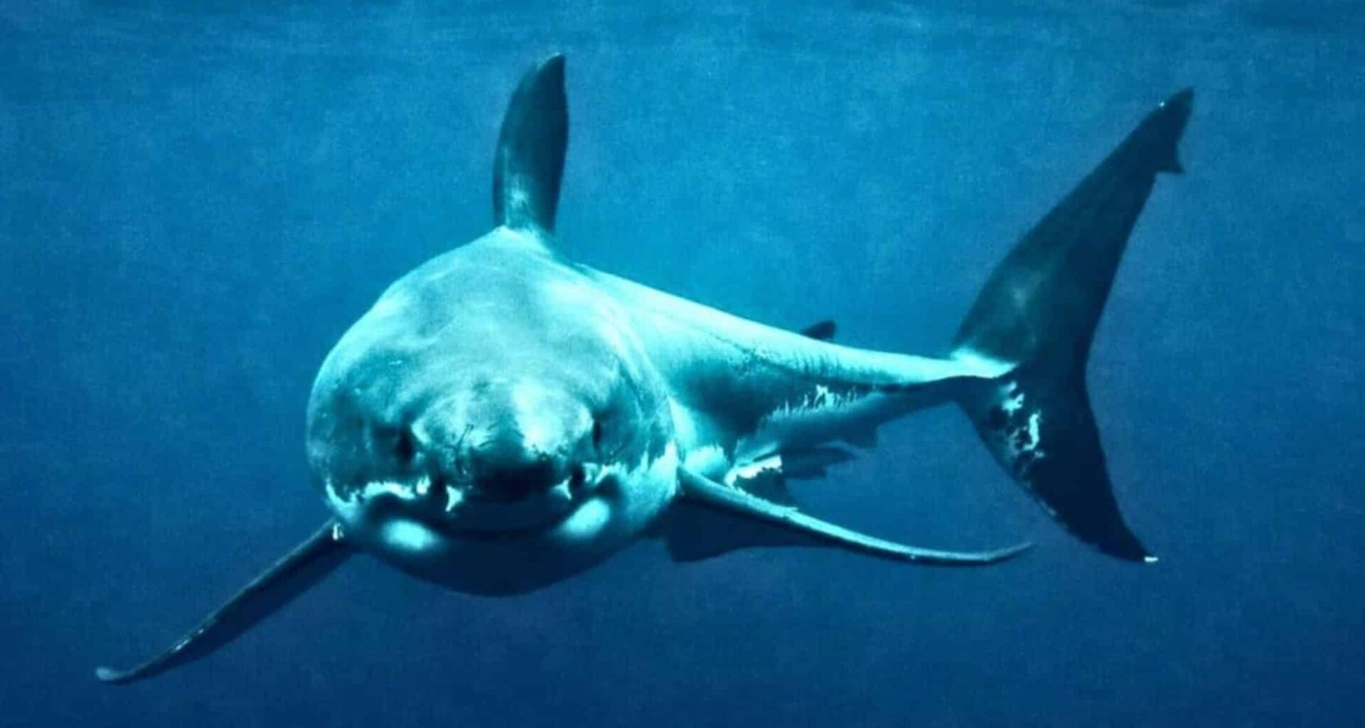 Great White Shark