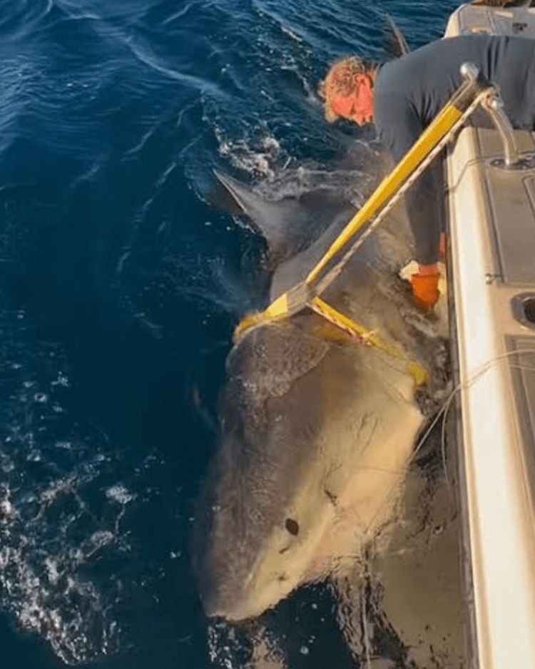OCEARCH-tracked great white shark Contender in New England waters near Nantucket