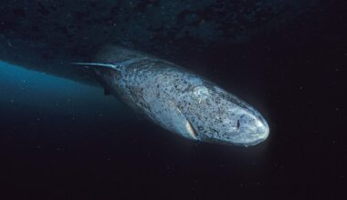 We've Just Found Out Where The World's Longest-Living Vertebrate Has Its Babies