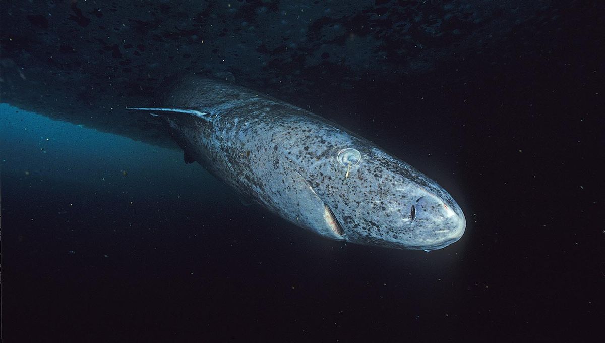 We've Just Found Out Where The World's Longest-Living Vertebrate Has Its Babies