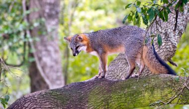 It moves like a cat, climbs like a primate and spends much of its time high up in trees — meet the world's weirdest dog