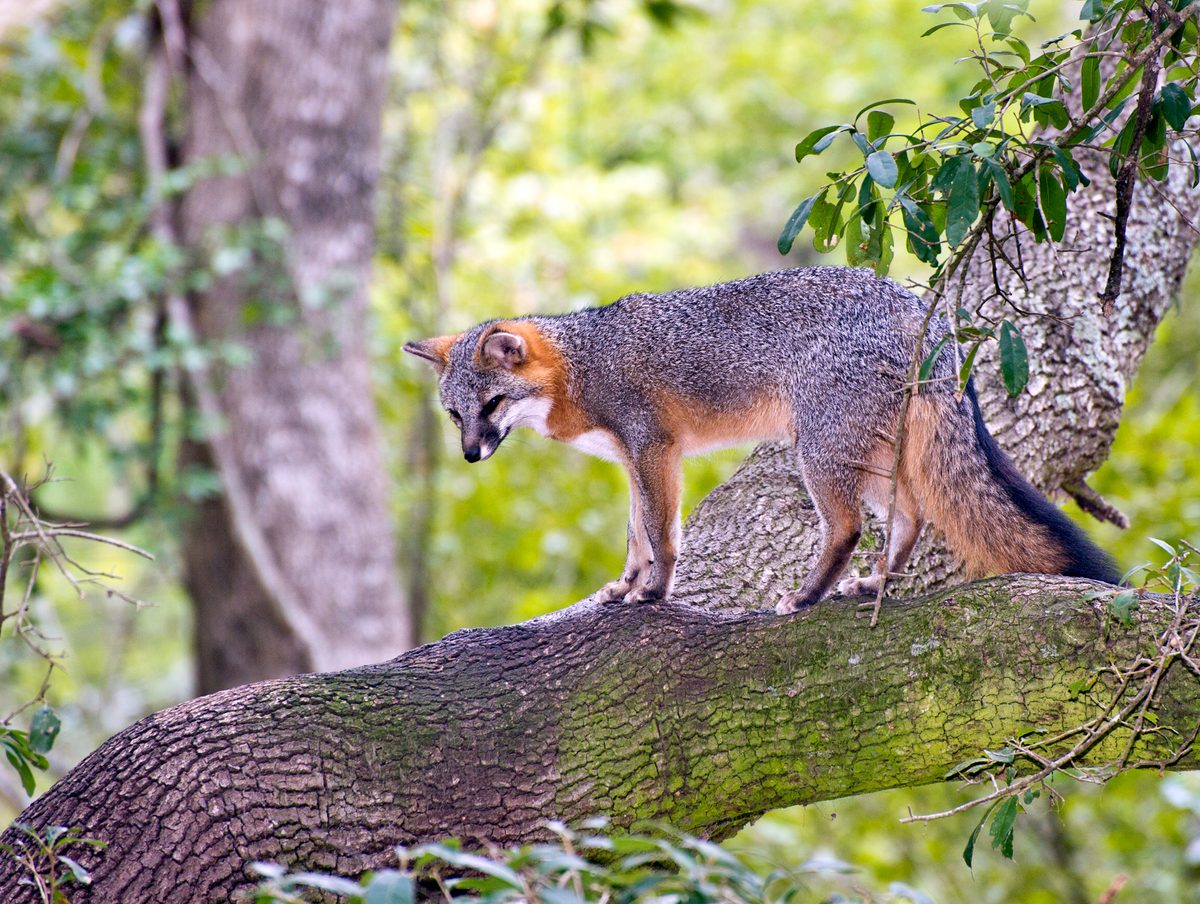 It moves like a cat, climbs like a primate and spends much of its time high up in trees — meet the world's weirdest dog