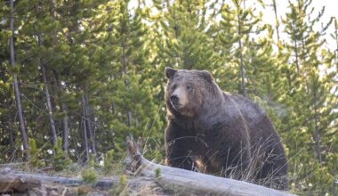 A grizzly bear photographed in Yellowstone National Park on May 19, 2020. (Photo by Jim Peaco/National Park Service)